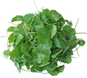 [10551] TH Pennywort Leaf 100g/PKT | 泰 雷公根 100g/包