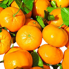 Fresh SATSUMA KINGS Mandarin 1 kg |  新鲜桔子 1 kg