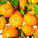 Fresh SATSUMA KINGS Mandarin 1 kg |  新鲜桔子 1 kg